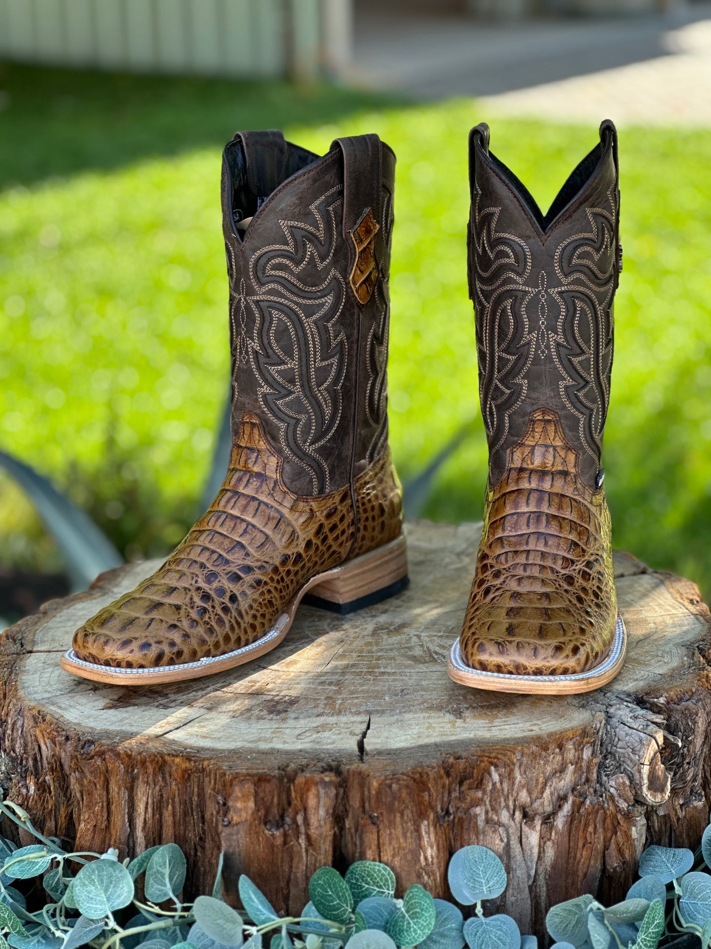 HONEY CROC SQUARE TOE BOOT